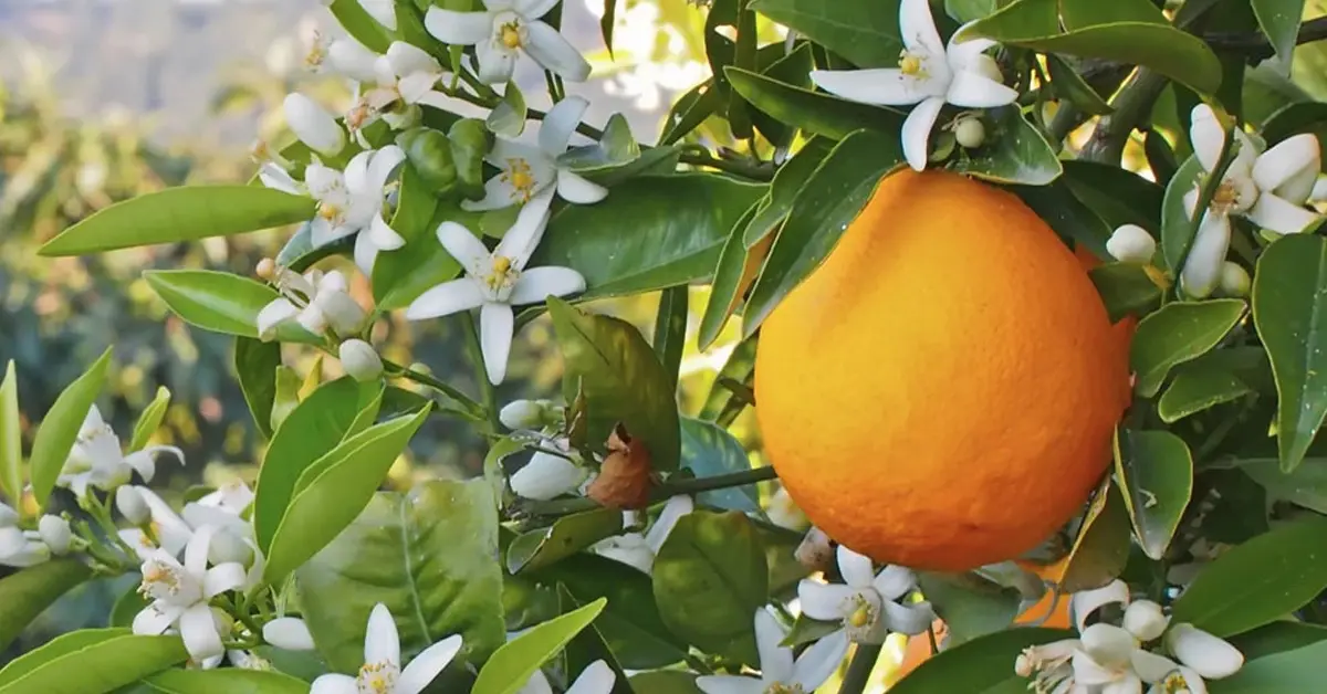 بهار نارنج چیست و چه فوایدی دارد؟