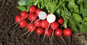 خواص و مضرات مصرف تربچه چیست