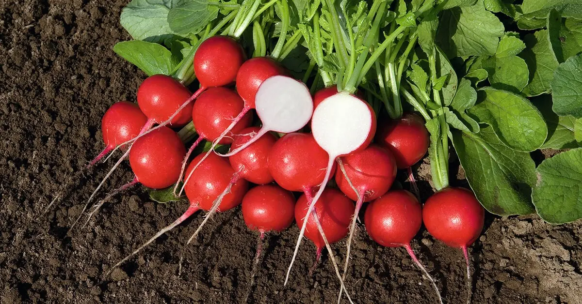 خواص و مضرات مصرف تربچه چیست