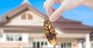 جلوگیری از ورود حشرات به خانه