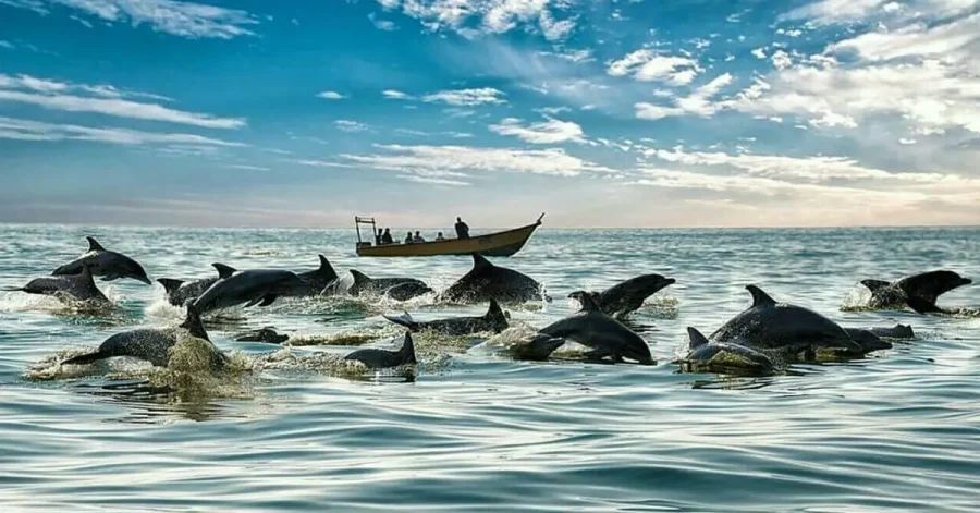 جاذبه های گردشگری قشم چیست؟