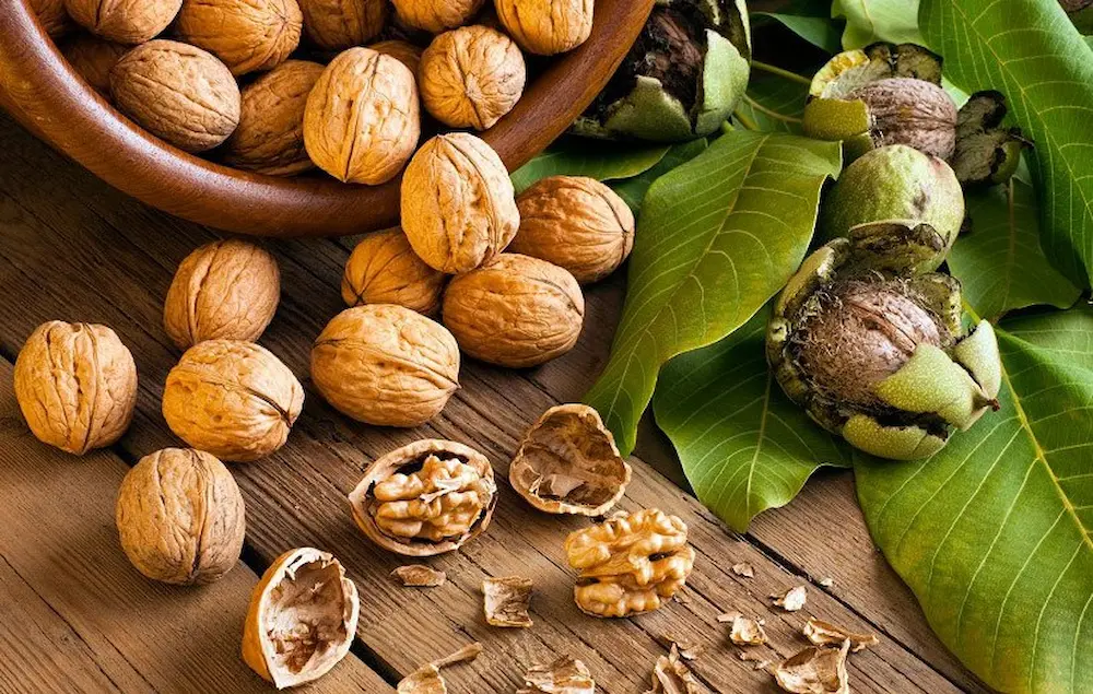 خواص گردو برای بدن