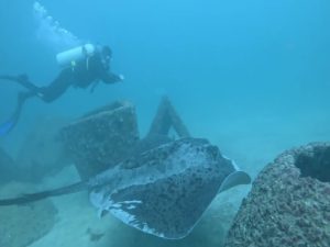 به بهانه مشاهده سفره ماهی غول پیکر: در تور کیش به تماشای این حیوانات بروید! به بهانه مشاهده سفره ماهی غول پیکر: در تور کیش به تماشای این حیوانات بروید!