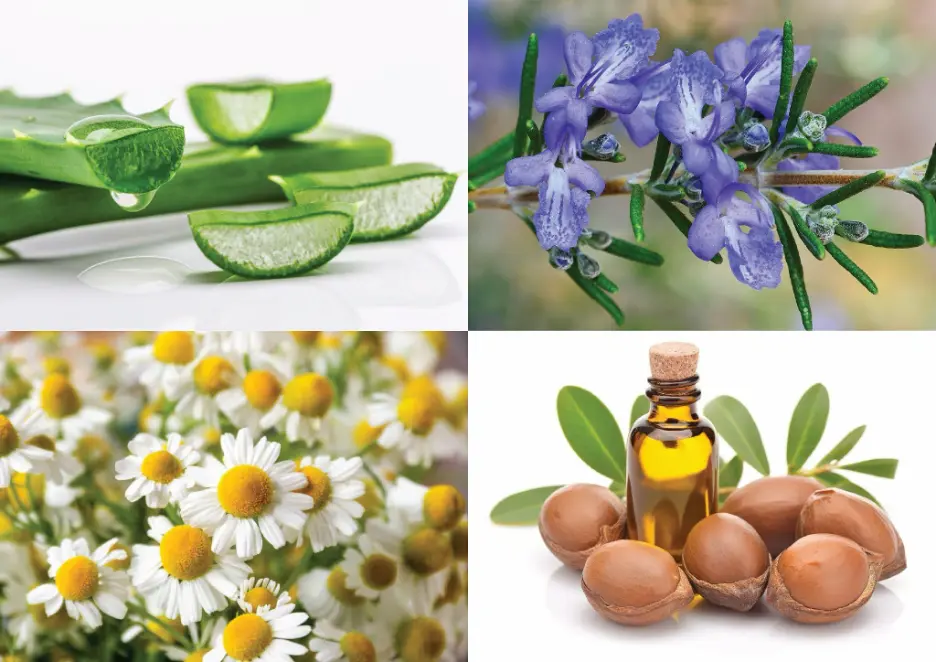 نقش گیاه گزنه در تقویت فولیکول‌ و جلوگیری از ریزش مو