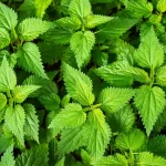 نقش گیاه گزنه در تقویت فولیکول‌ و جلوگیری از ریزش مو